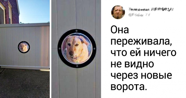 20+ тварин, заради яких господарі готові на все