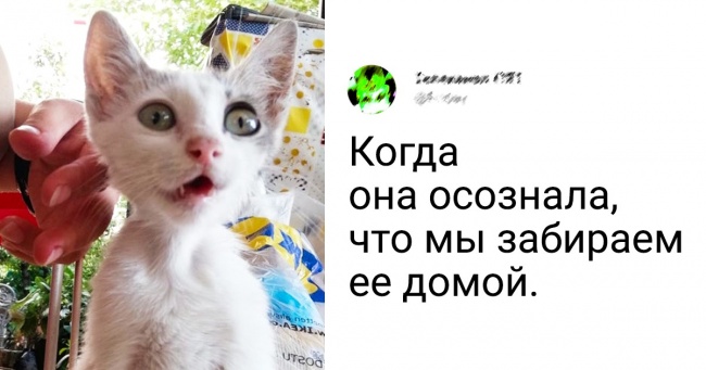 20 осіб, які несподівано зустрілися з тваринами і вже не змогли розлучитися