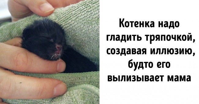 Як доглядати за новонародженим кошеням, якщо від нього відмовилася мама чи ви знайшли його на вулиці