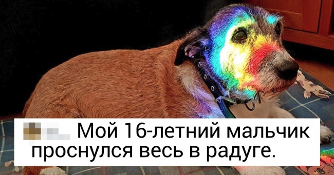 20+ живих нагадувань про те, як важливо цінувати своїх вихованців, поки вони ще поряд