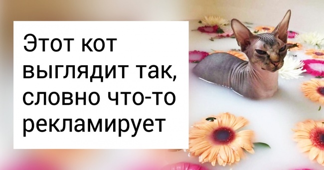 20+ «котографий» сфінксів, які доведуть, що це дуже привабливі створення