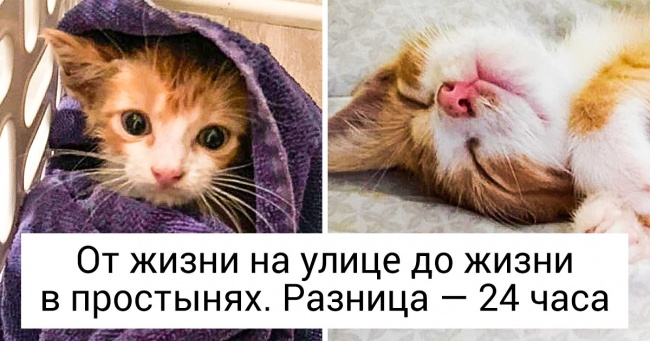 20+ тварин, які потрапили в добрі руки і стали по-справжньому щасливими