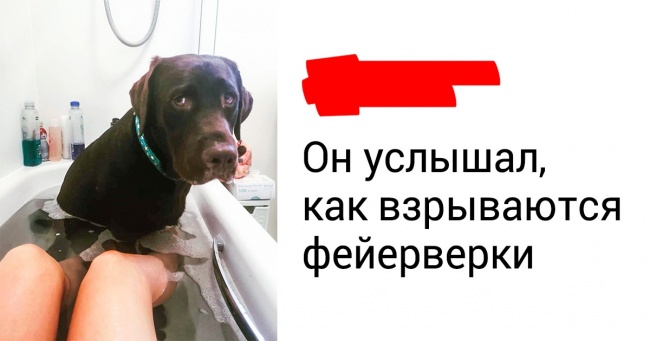 20+ тварин, які точно знають, що господарі все одно їх люблять