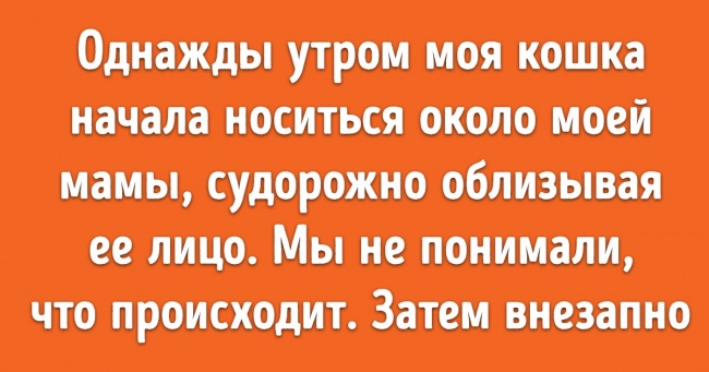 20+ людина розповіли про випадки, коли домашні тварини вразили їх інтелектом