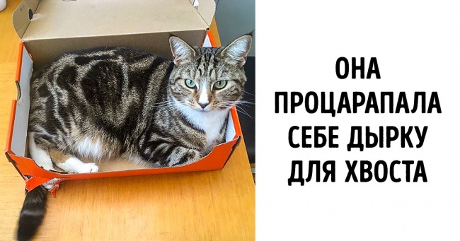 20+ фото, які запускають вироблення щастя в організмі