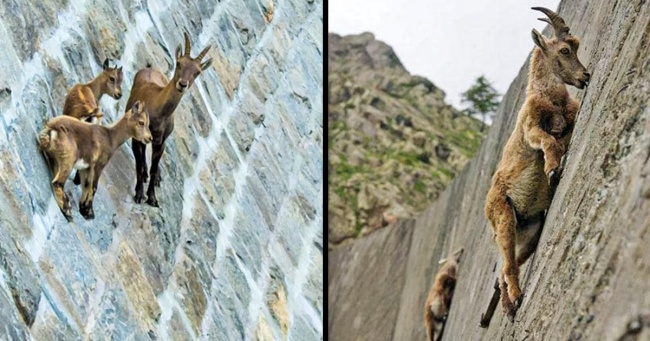 20+ вражаючих фото, які доводять, що кози здатні забратися куди завгодно
