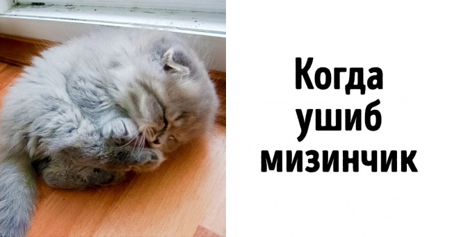 21 доказ, що тварини — це ті ж люди, тільки в шубках (Нова порція)