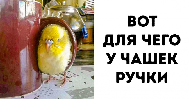 20+ тварин, чия непередбачуваність здивувала навіть їх самих