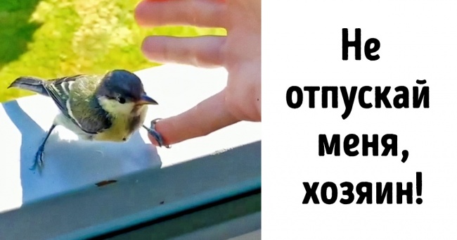 16 тварин, витівки яких закінчилися зовсім не так, як передбачалося