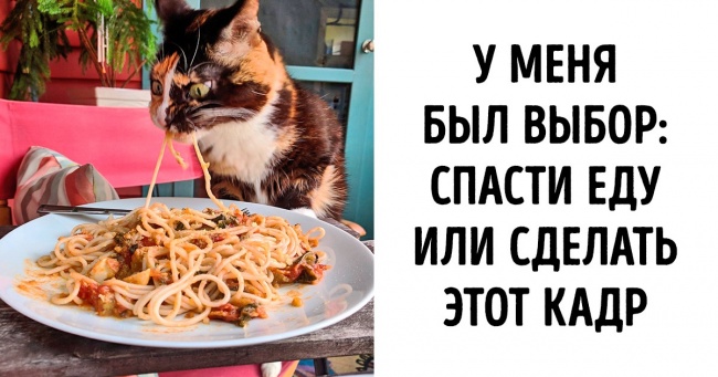 26 домашніх тварин, які перейшли на темну сторону