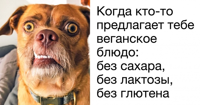 Пса Бекона забрали з притулку, і сьогодні він став зіркою інтернету завдяки своїй неповторній міміці