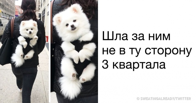 20 тварин, які підкорять вас своєю харизмою