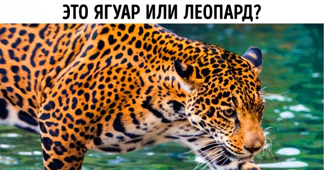 Суперсложный тест, який покаже, чи можете ви відрізнити одне тварина від іншого