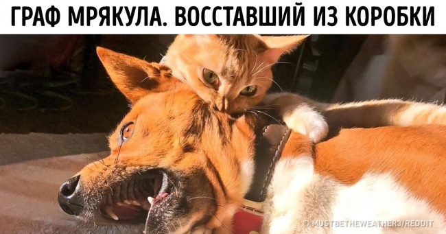 15 тварин, які підкорять вас своїм звірячим чарівністю