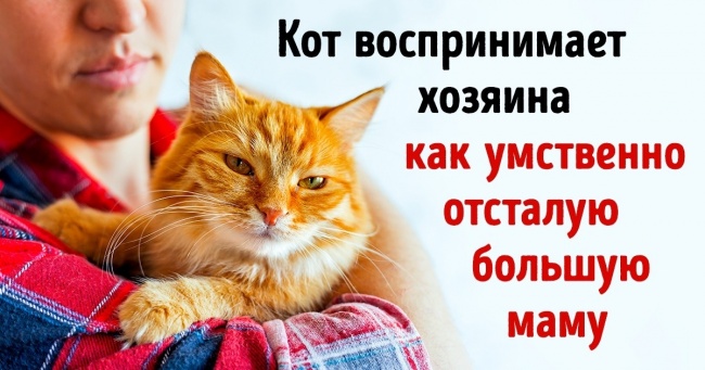 11 наукових пояснень, чому ми живемо на умовах кішок. А не навпаки