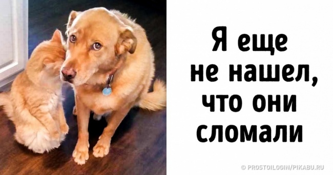 20 тварин, чиїм акторським здібностям позаздрять навіть зірки Голлівуду