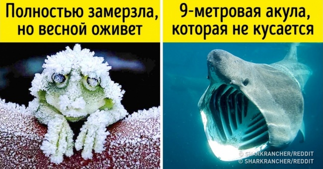 9 секретів про тварин, які нам ніколи не розповідали на уроках біології