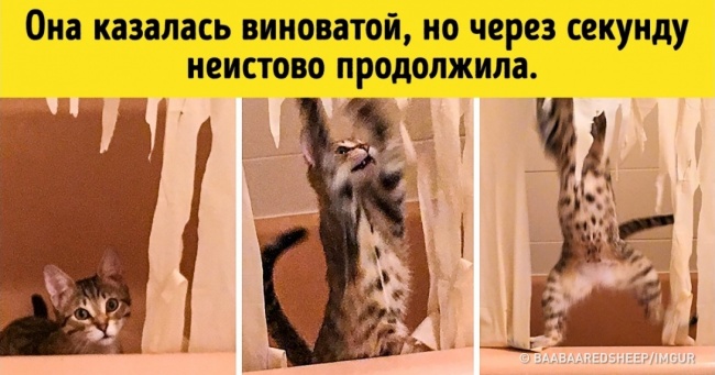 22 фото з тваринами, перед переглядом яких краще випити валеріанки
