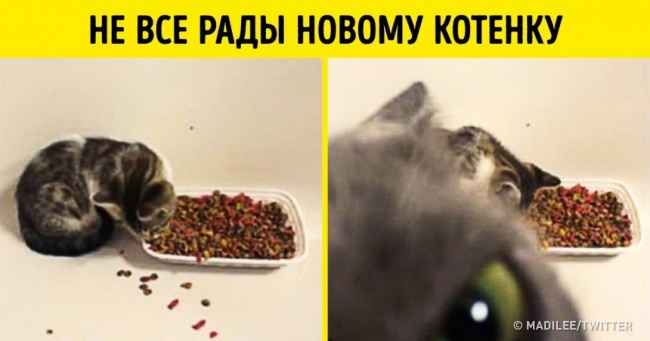 27 крутих фотографій тварин, які підняли всім настрій у 2017 році