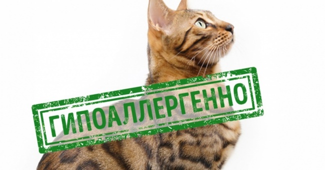 18 домашніх вихованців, які найбільш безпечні для алергіків