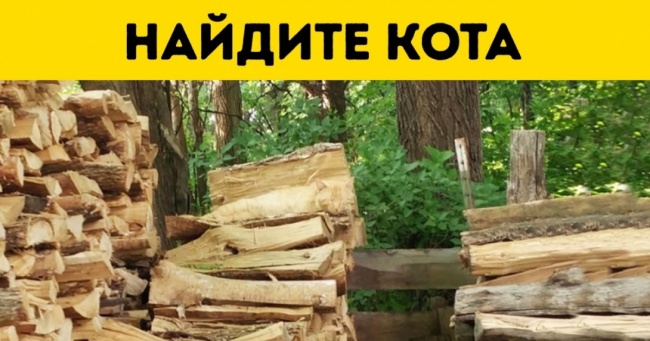 Сперечаємося, ви не зможете відшукати всіх тварин на цих фотографіях?