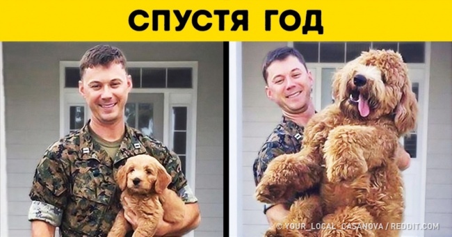 14 собак, які виросли занадто швидко