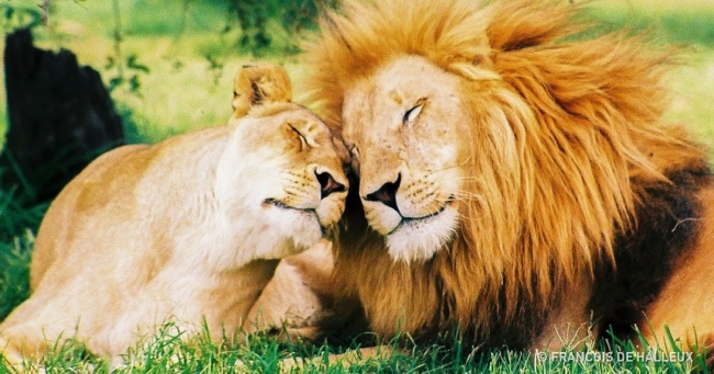12 тварин, яким є що розповісти людям про любов і пристрасті