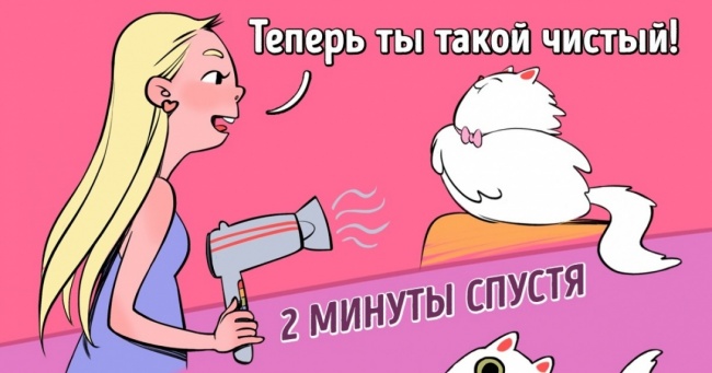 14 правил життя, знайомих кожному котовладельцу