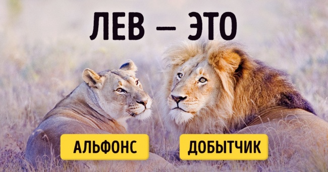 9 несподіваних рис диких тварин, про яких ми не знали