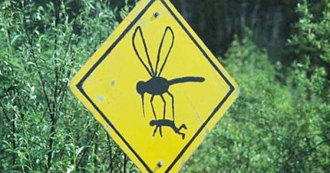 Чому комарі кусають деяких людей більше інших
