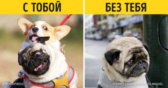 15 собак, міміці яких можна позаздрити