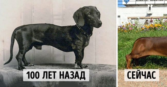Як змінилися породи собак за останні 100 років
