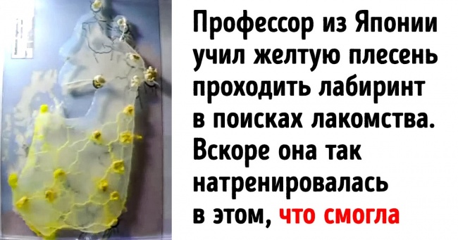 12 доказів того, що справжніми господарями нашої планети є не люди