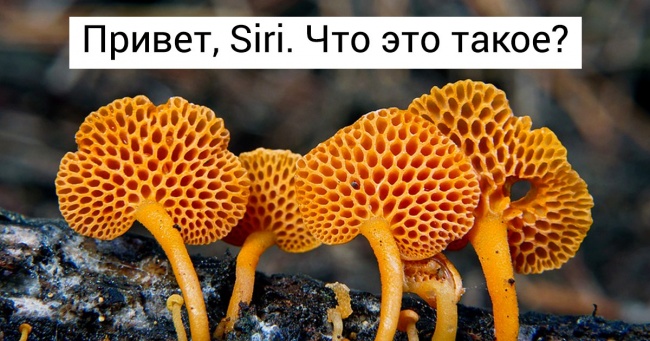 9 недоречних питань, які небезпечно ставити голосовому помічнику Siri