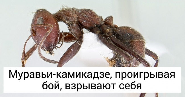 14 крутих фактів, про які мовчала ваша вчителька з біології