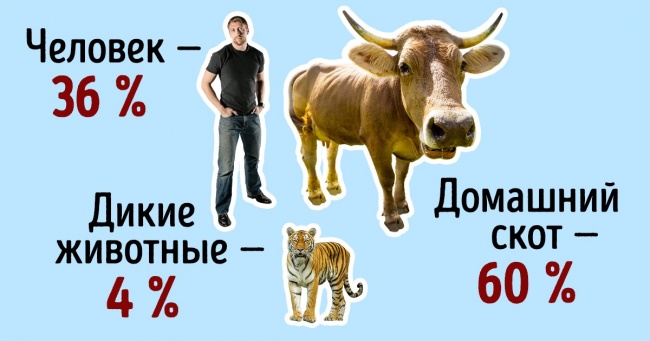 Що станеться з планетою, якщо всі перестануть їсти м'ясо? Не все так райдужно, як може здатися