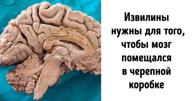 20+ маловідомих фактів, які допоможуть зрозуміти, як насправді працює наше тіло