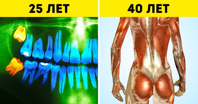 26 неминучих змін в організмі, які ми можемо спостерігати кожні 10 років