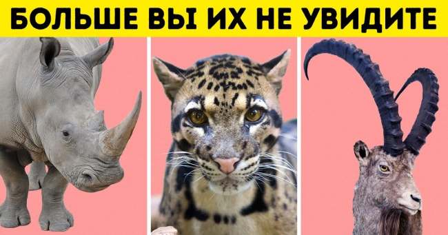 Людство знищило 60 % тварин з 1970 року. Вчені розповіли, що нас чекає далі
