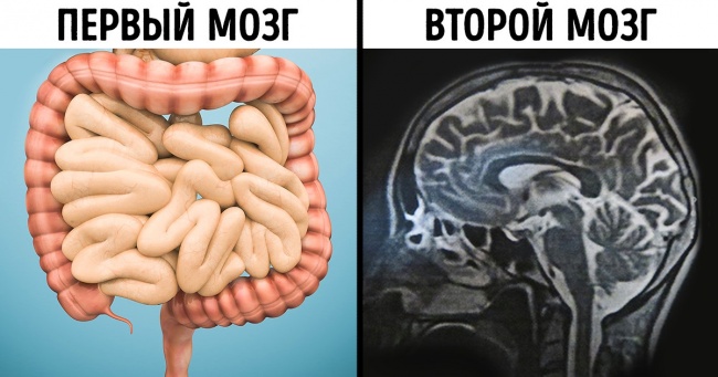 14 фактів про наше тіло, у що віриться з працею (Так, серце може змінити свою форму)