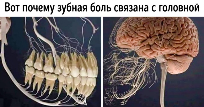20+ зображень, які розкажуть про нашому тілі краще будь-якого підручника