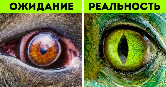 6 божевільних експериментів, за допомогою яких вчені збираються повернути до життя динозаврів