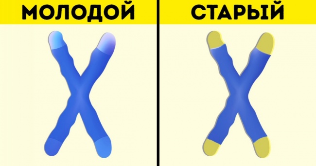 Вчені пояснили, чому ми старіємо, і розповіли, як можна цього уникнути