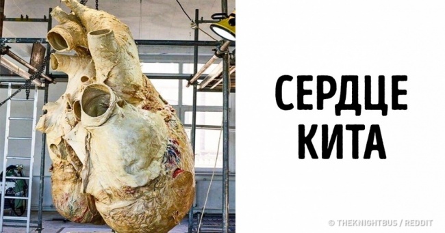 25 речей, які ви не побачите ніде, крім цих фото