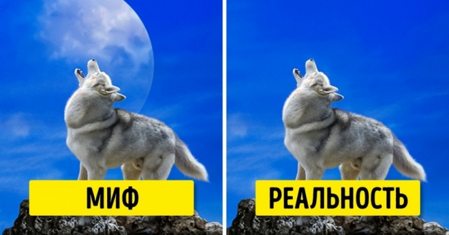 20 помилкових тверджень, які всі досі вірять
