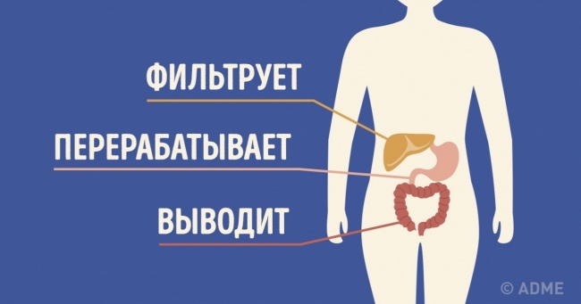 Що насправді відбувається, коли ми проковтуємо жуйку
