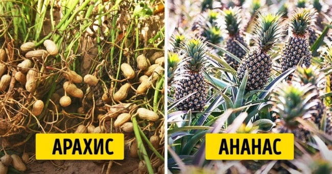 Як виглядали наші улюблені продукти до того, як їх зібрали