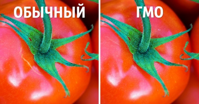 3 простих способи відрізнити від звичайних продуктів ГМО