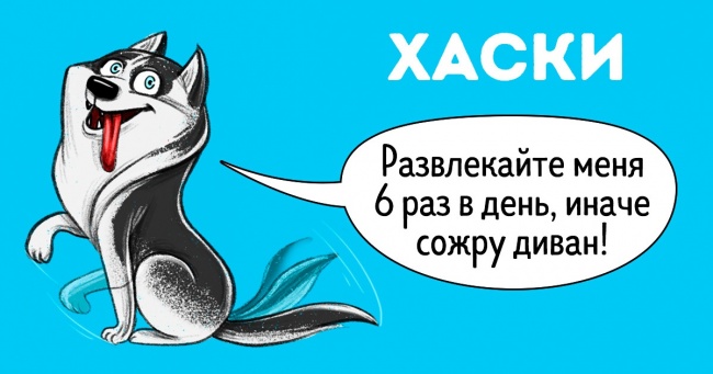 Чесний гід по породам собак від першої особи