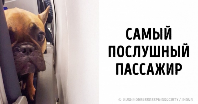 Користувачі поділилися знімками тварин, які подорожують майже як люди